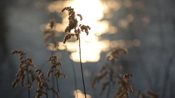 Pianta Soffice Uno Sfondo Tramonto Fiume — Video Stock