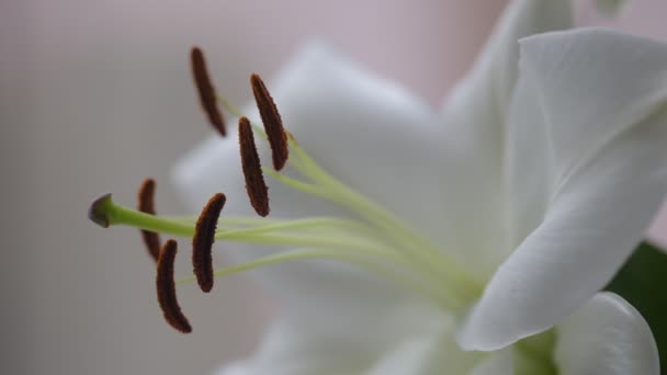 Primer Plano Una Flor Lirio Real — Vídeo de stock