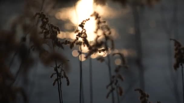 Fluffy Rostlina Pozadí Západu Slunce — Stock video