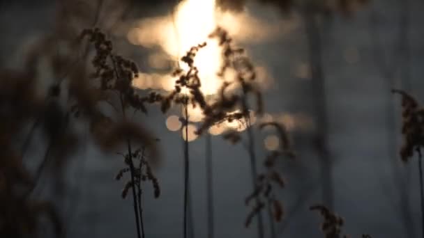 Plante moelleuse sur fond de coucher de soleil sur la rivière 