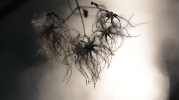 Αφρώδες Φυτό Φόντο Ηλιοβασίλεμα Του Ποταμού — Αρχείο Βίντεο