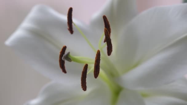 Close Shot Van Een Koninklijke Lelie Bloem — Stockvideo