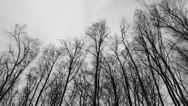 Hoge Bomen Zwaaien Wind Bodem Uitzicht — Stockvideo