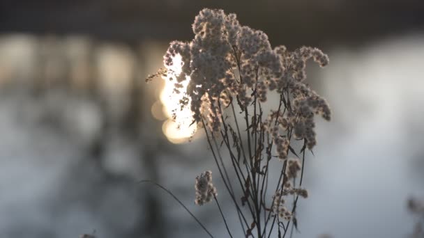 Pörröinen Kasvi Taustalla Joen Auringonlasku — kuvapankkivideo