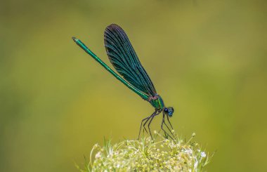 Pearl Fasonista adlı manzara. 