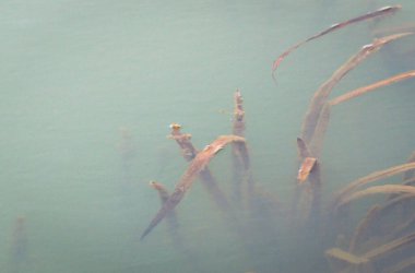 Suyun içinde sazlık saplı gölgelerin gösterişli yansımaları.