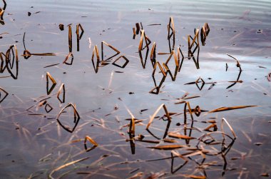 Suyun içinde sazlık saplı gölgelerin gösterişli yansımaları.