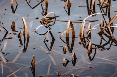 Suyun içinde sazlık saplı gölgelerin gösterişli yansımaları.