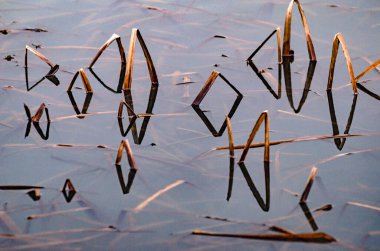 Suyun içinde sazlık saplı gölgelerin gösterişli yansımaları.