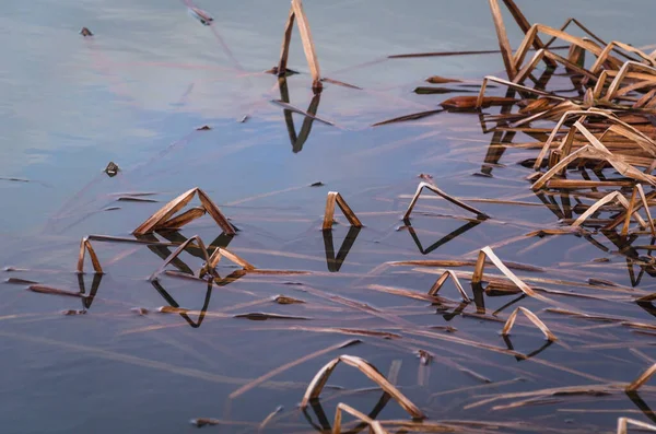 Fancy patterns of reflection of shadows in the water with reed stalks