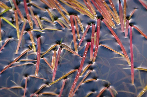 Mooie Reflectiepatronen Van Schaduwen Het Water Met Rietstengels — Stockfoto