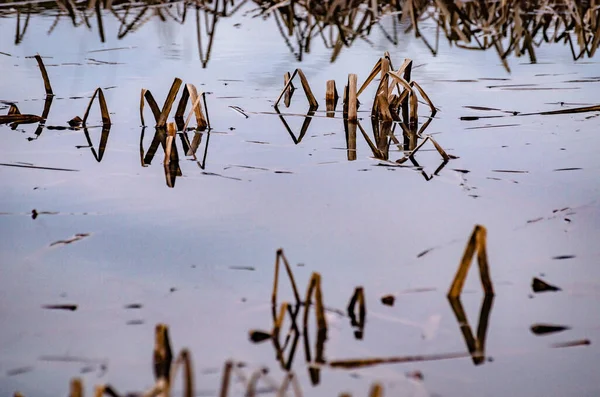 Fancy Patterns Reflection Shadows Water Reed Stalks — Stock Photo, Image