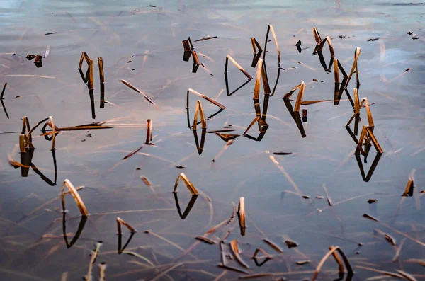 Fancy patterns of reflection of shadows in the water with reed stalks