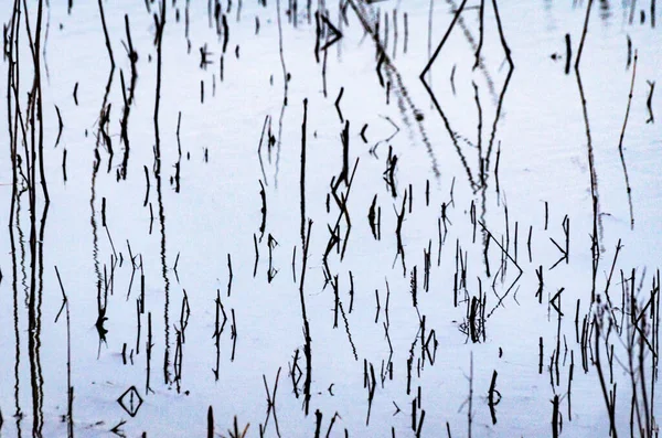 Fancy patterns of reflection of shadows in the water with reed stalks