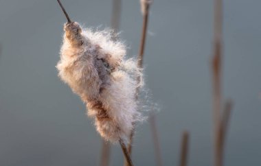 Rüzgarda uçan kedi kuyruğu bitkisi