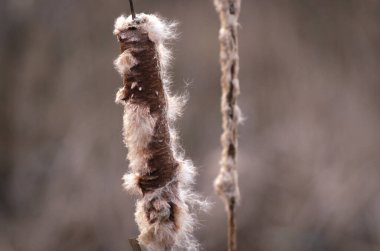 Rüzgarda uçan kedi kuyruğu bitkisi