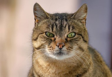 Pencerenin dışında evcil bir kedinin portresi