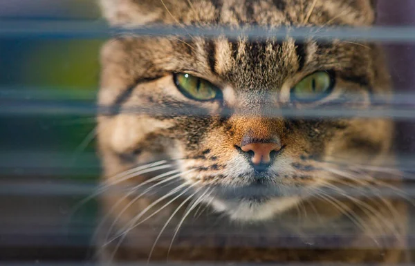 Portrait Domestic Cat Window — Stock Photo, Image