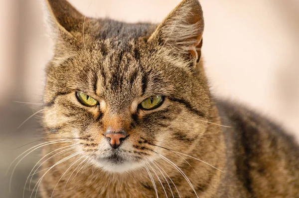 Porträt Einer Hauskatze Vor Dem Fenster — Stockfoto