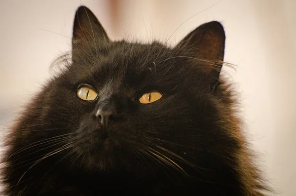 Portrait Domestic Cat Window — Stock Photo, Image