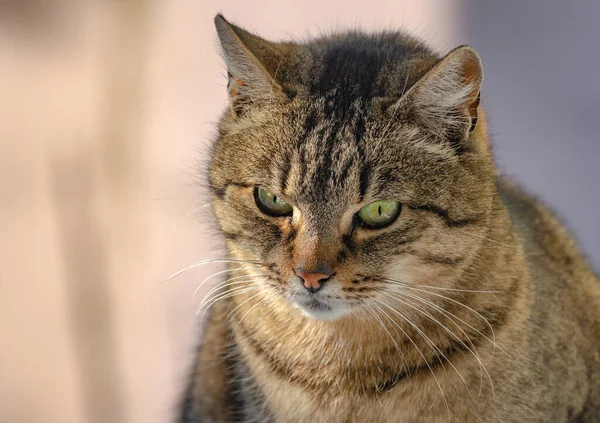 Porträt Einer Hauskatze Vor Dem Fenster — Stockfoto