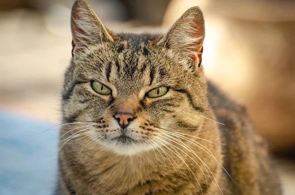 Porträt Einer Hauskatze Vor Dem Fenster — Stockfoto