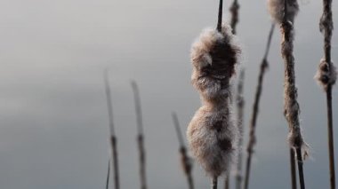 Rüzgarda uçan kedi kuyruğu bitkisi