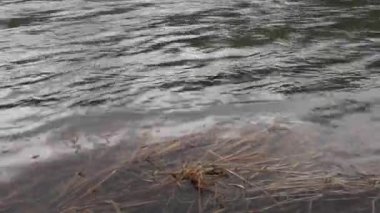 Karpat Dağları 'nda akan dağ nehri