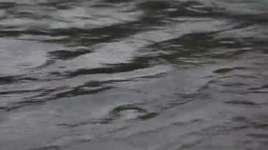 Karpat Dağları 'nda akan dağ nehri