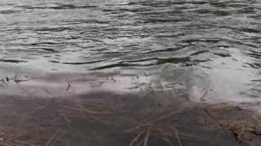 Karpat Dağları 'nda akan dağ nehri