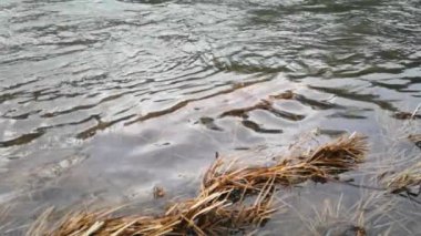 Karpat Dağları 'nda akan dağ nehri