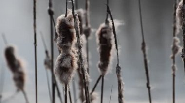 Rüzgarda uçan kedi kuyruğu bitkisi