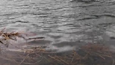 Karpat Dağları 'nda akan dağ nehri