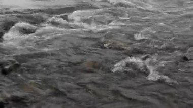 Karpat Dağları 'nda akan dağ nehri