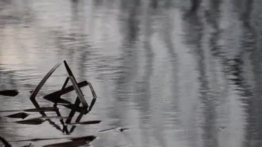 Suyun içinde sazlık saplı gölgelerin gösterişli yansımaları.