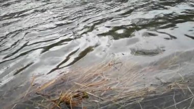 Karpat Dağları 'nda akan dağ nehri