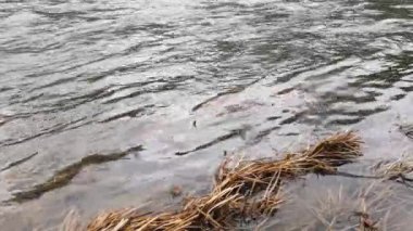 Karpat Dağları 'nda akan dağ nehri