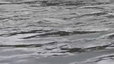 Karpat Dağları 'nda akan dağ nehri