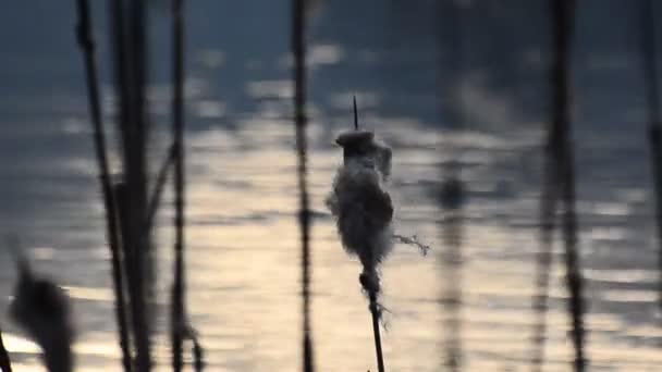湖上风中的尾巴植物 — 图库视频影像