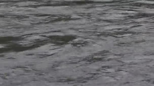 Ποταμός Πλήρη Ροή Στα Καρπάθια Όρη — Αρχείο Βίντεο
