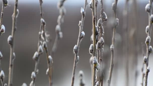 Ouvrir Les Bourgeons Sur Les Branches Des Arbres — Video