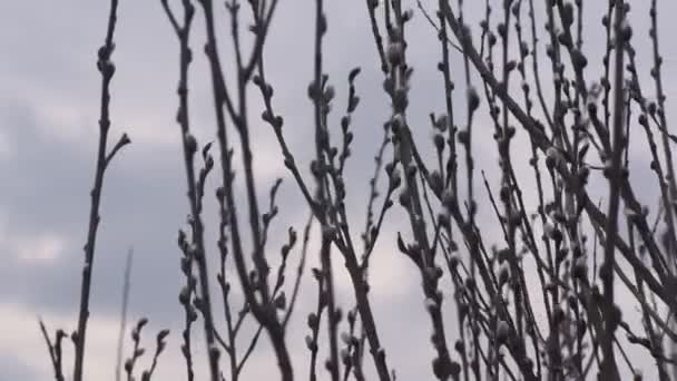 가지에 꽃봉오리 — 비디오