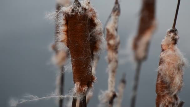 Plante Quenouilles Dans Vent Sur Lac — Video