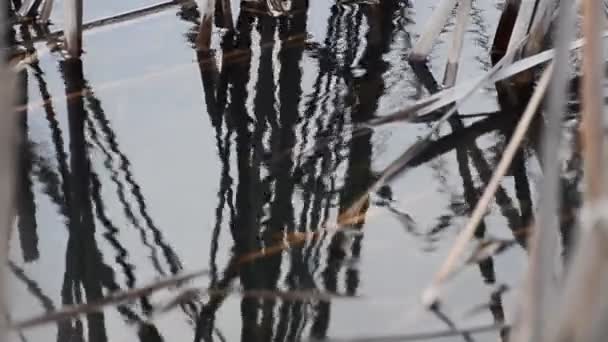 Fancy Mönster Reflektion Skuggor Vattnet Med Vass Stjälkar — Stockvideo