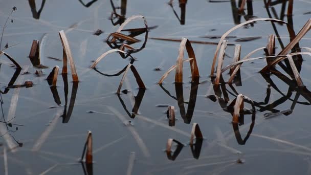 Fancy Patterns Reflection Shadows Water Reed Stalks — Stock Video