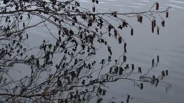 水の中の木の枝の反射 — ストック動画
