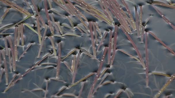 葦の茎を持つ水の中の影の幻想的なパターン — ストック動画