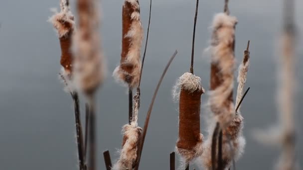 Cattail Roślina Wietrze Jeziorze — Wideo stockowe