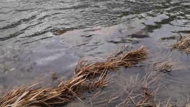 Vol Stromende Bergrivier Het Karpaten Gebergte — Stockvideo