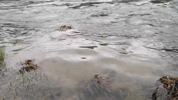 Rio Montanha Pleno Fluxo Nas Montanhas Cárpatas — Vídeo de Stock